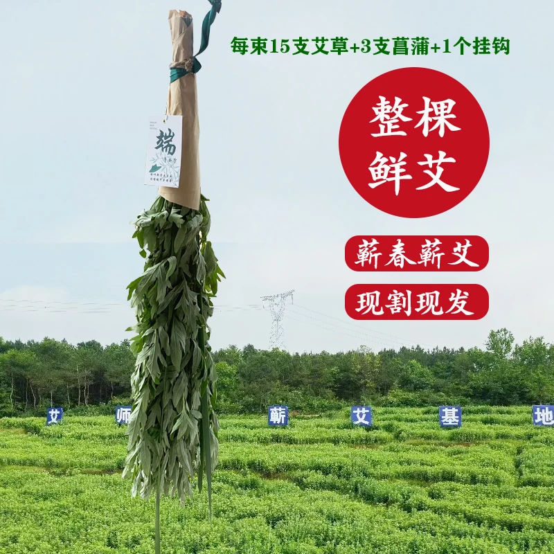 家用新鲜艾叶艾草全株端午节用挂门檐艾蒿儿童洗澡插窗户泡脚叶子