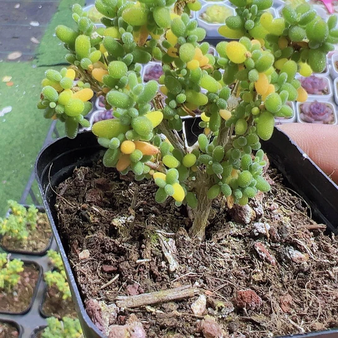 米粒枝干19包邮也哦肉