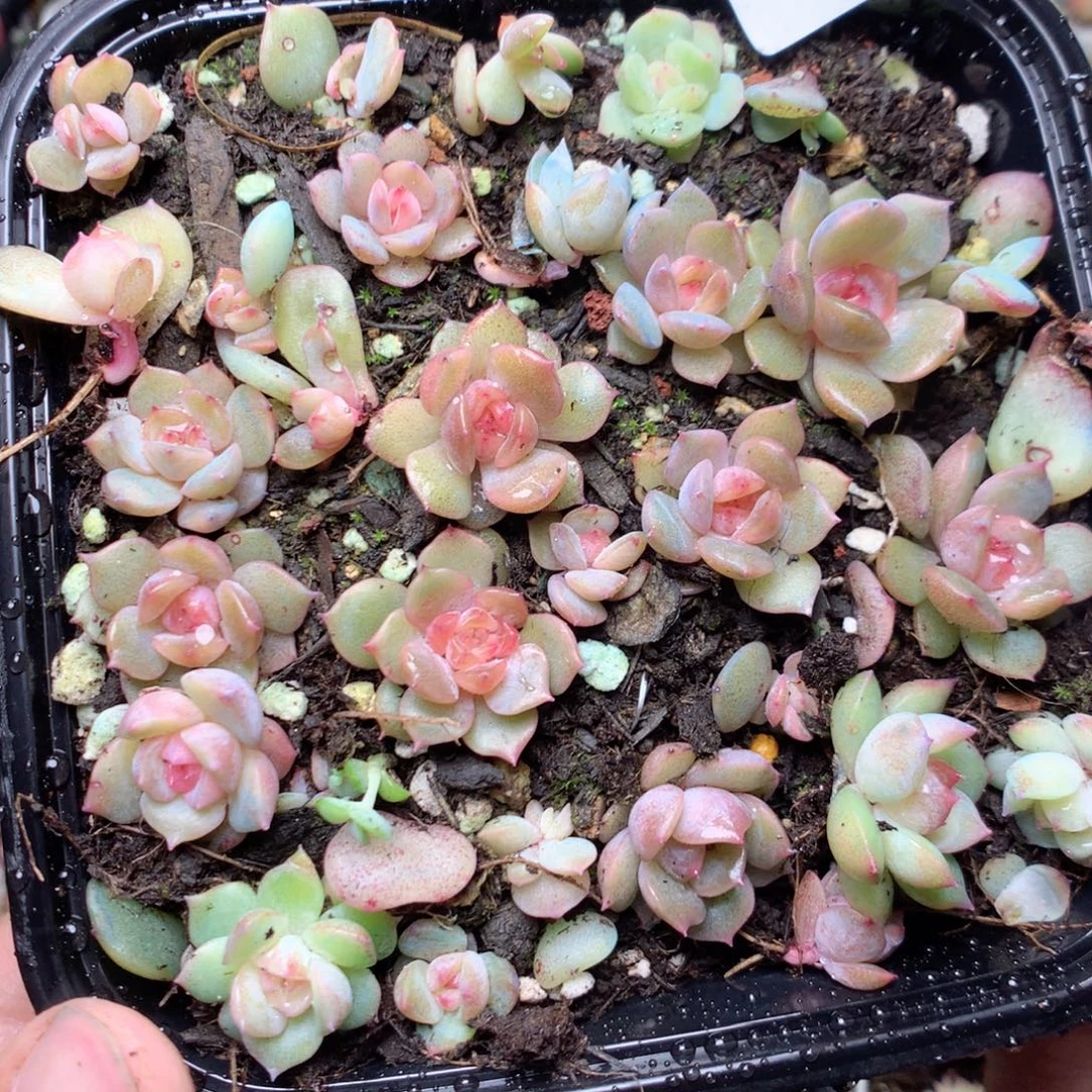 无花朵Q135红色恋人yyyy