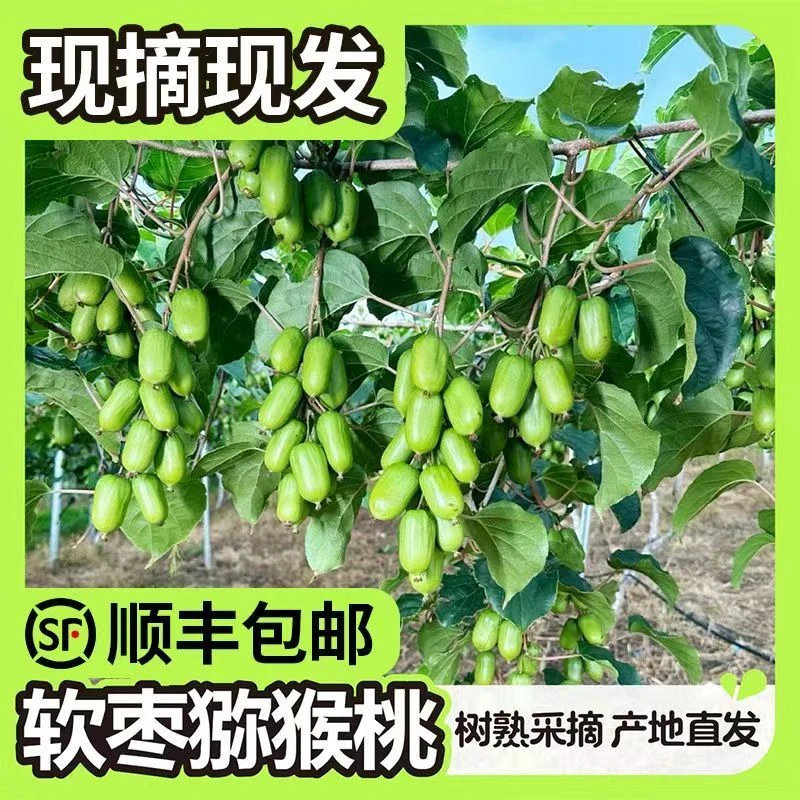异莓软枣猕猴桃新鲜香甜多汁-顺丰包邮