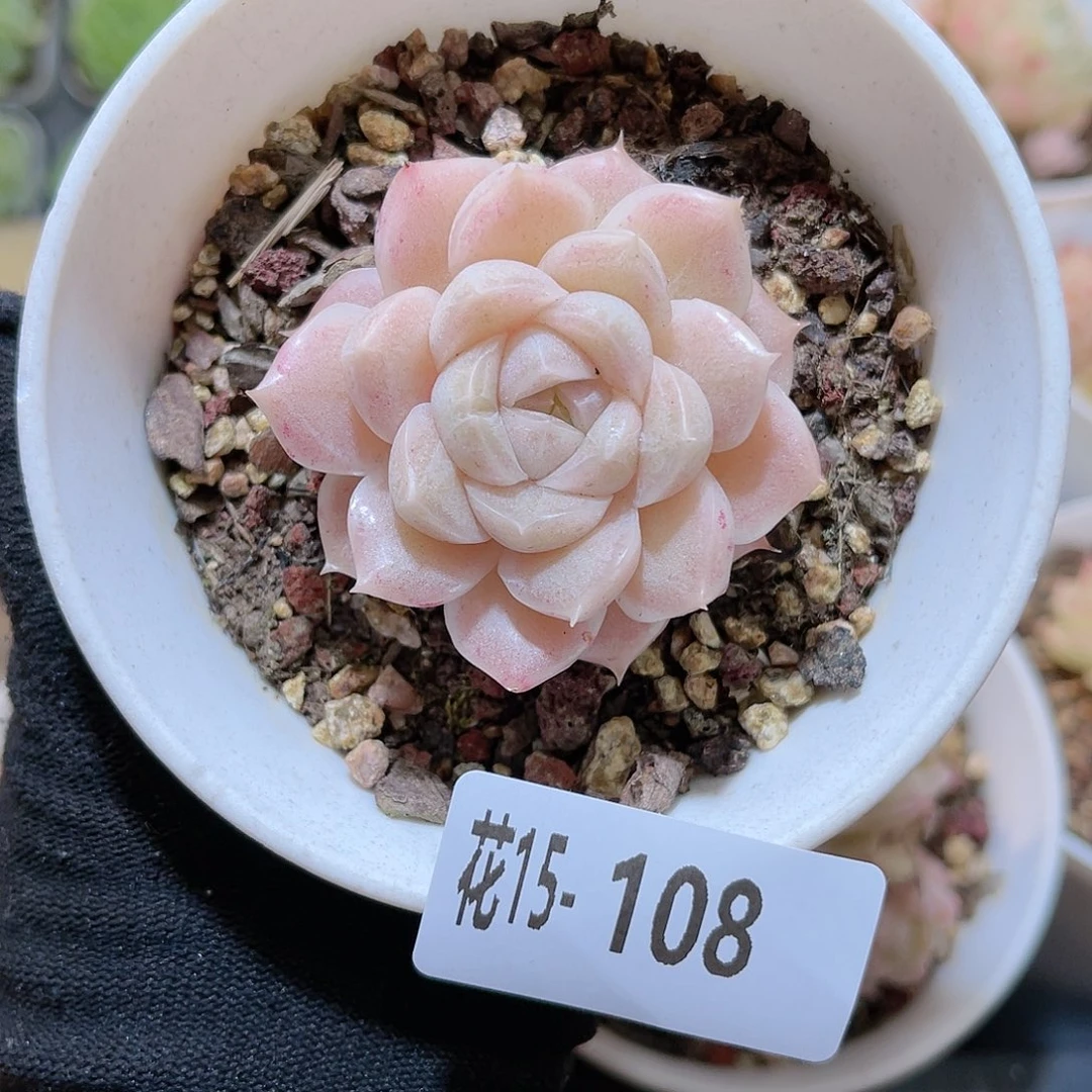 花15-108麦秆单头