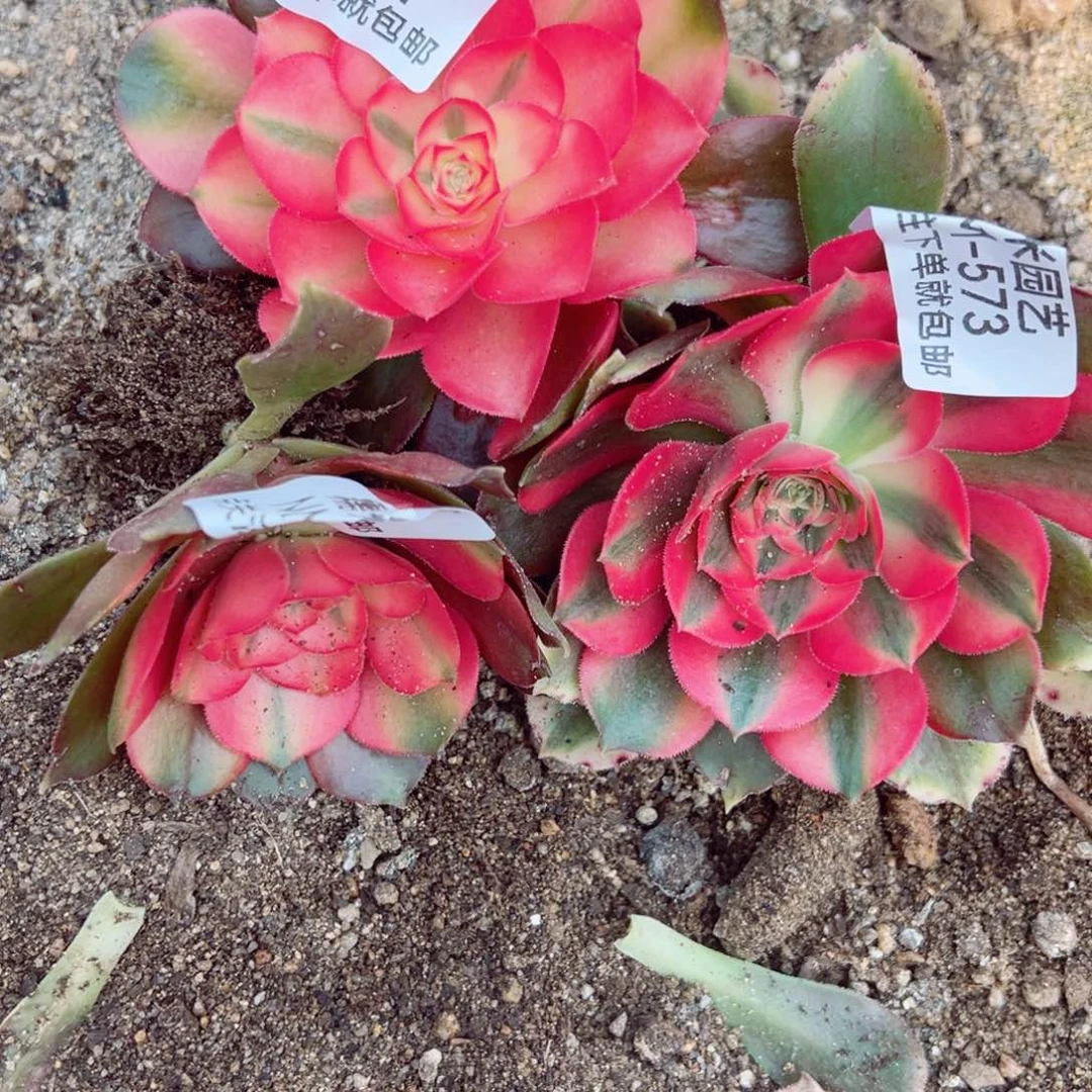 红牡丹三颗多肉植物571-72-73