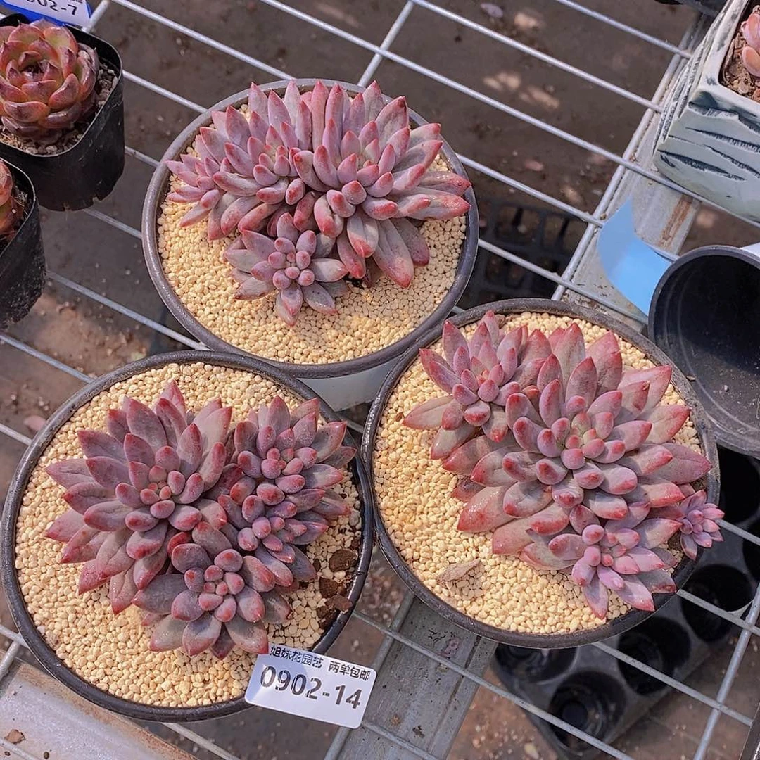 0902-14-群虞美人福利一颗脱土发量拍