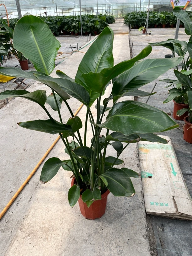 天堂鸟室内绿植客厅装饰大型盆栽净化空气好养易活