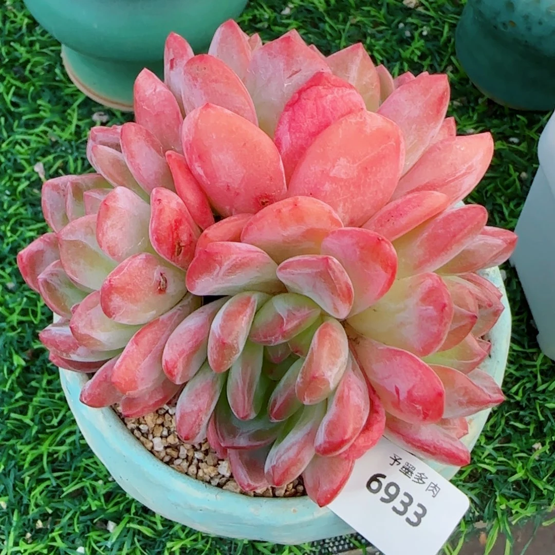 全明星，6933多肉植物