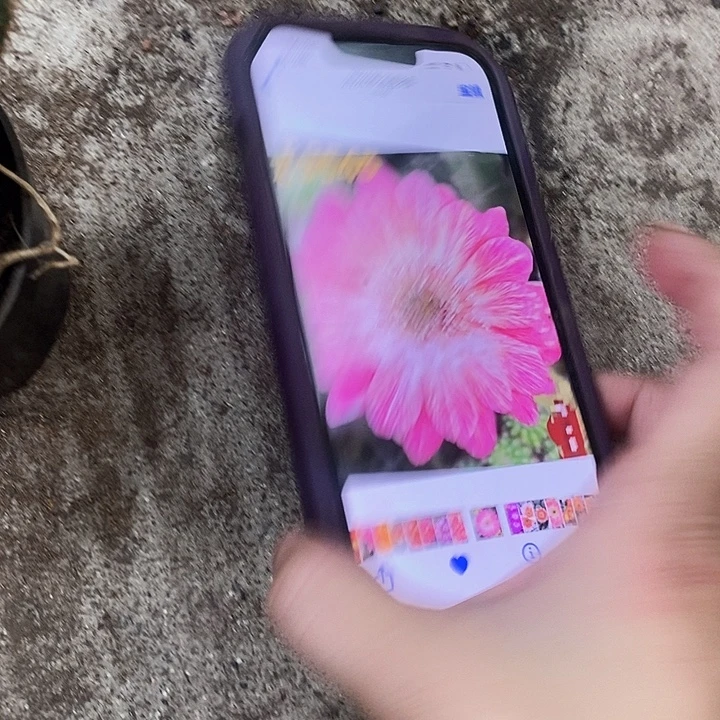 多头八仙女丽花，257990