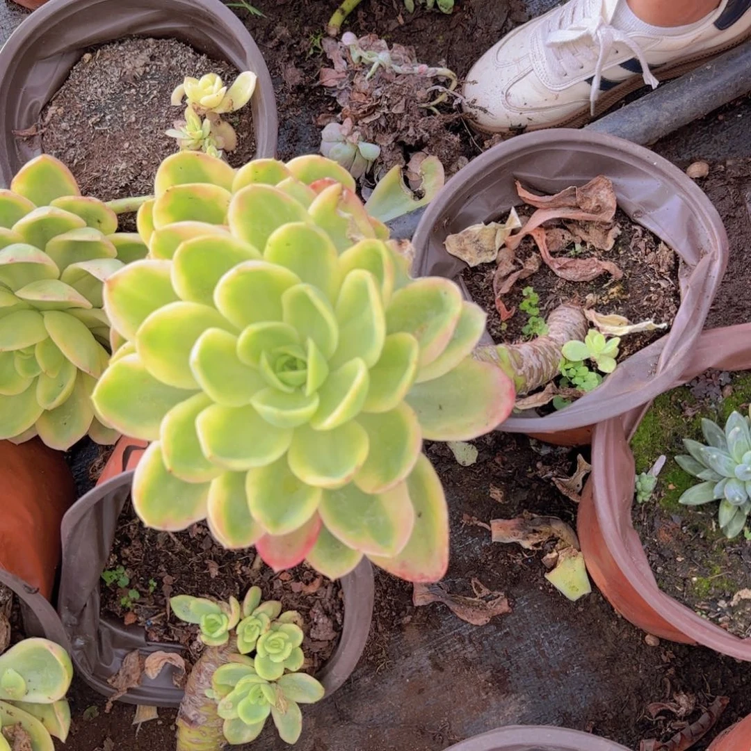 金辉锦多肉0000009