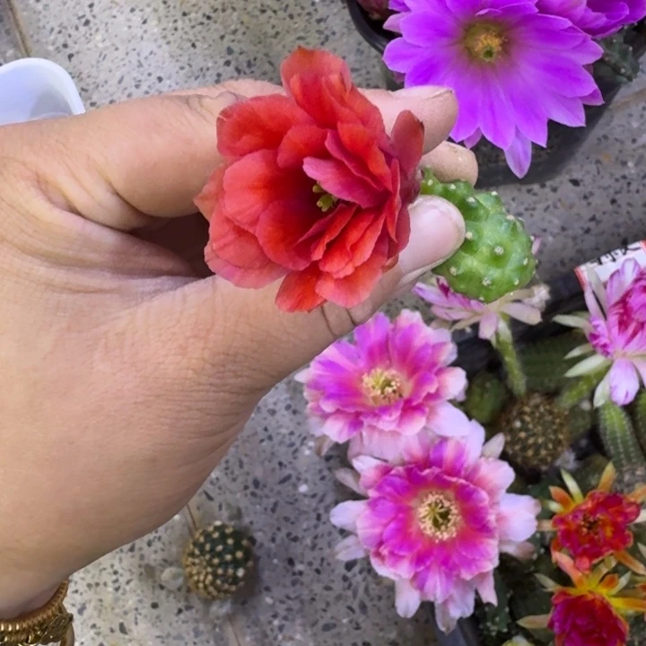 343桃太郎2个无根侧牙小，20包邮