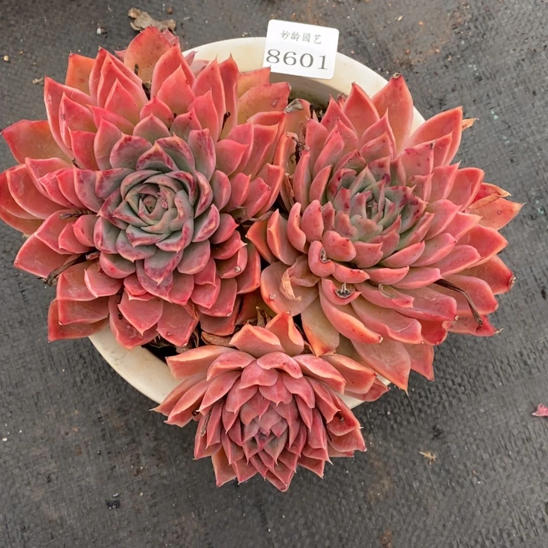 8601杂交精品多肉老桩