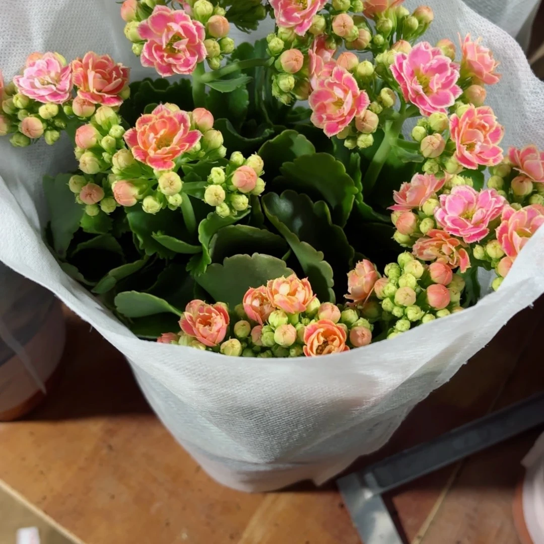 A347大彩蝶长寿花一颗