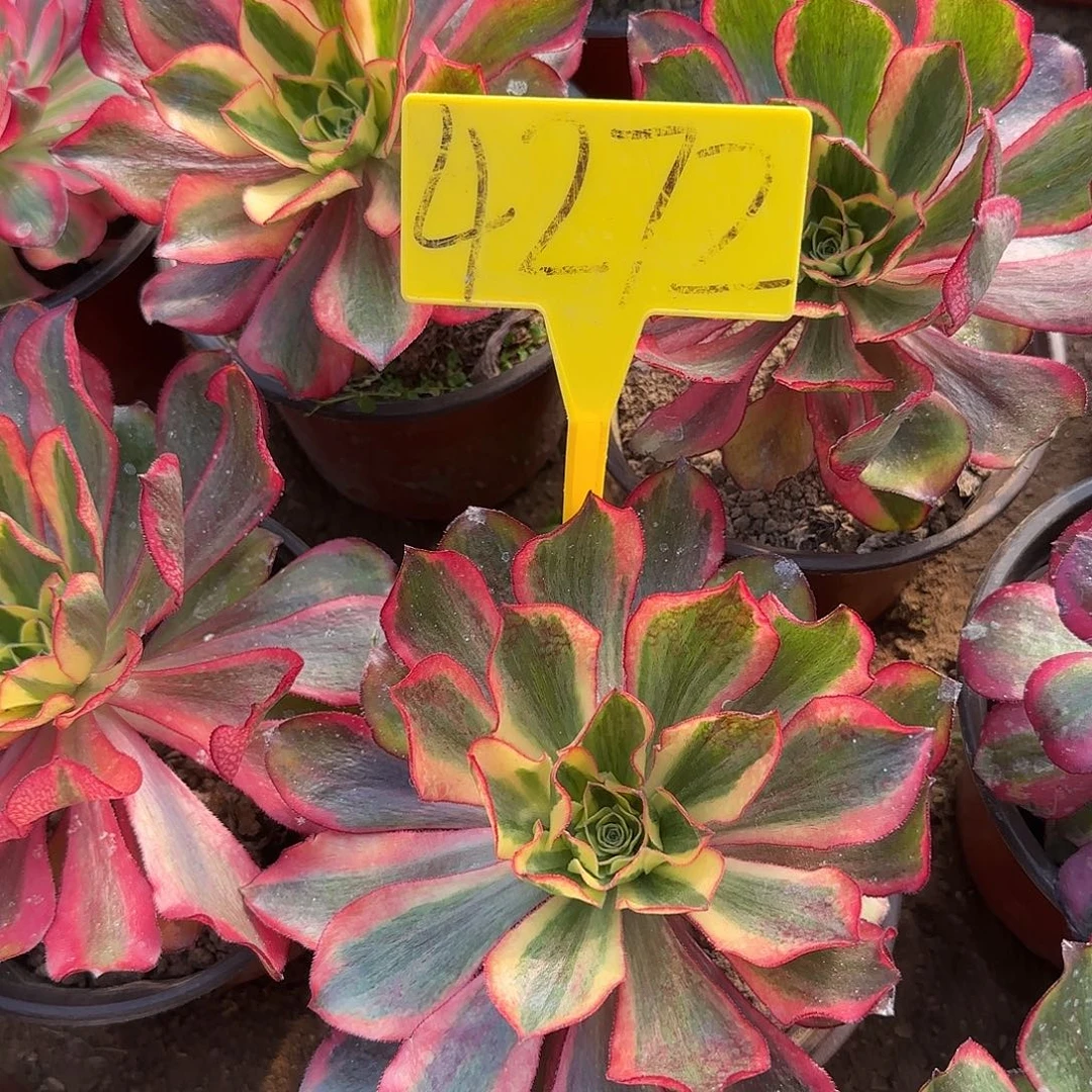 4272---魅影多头多肉