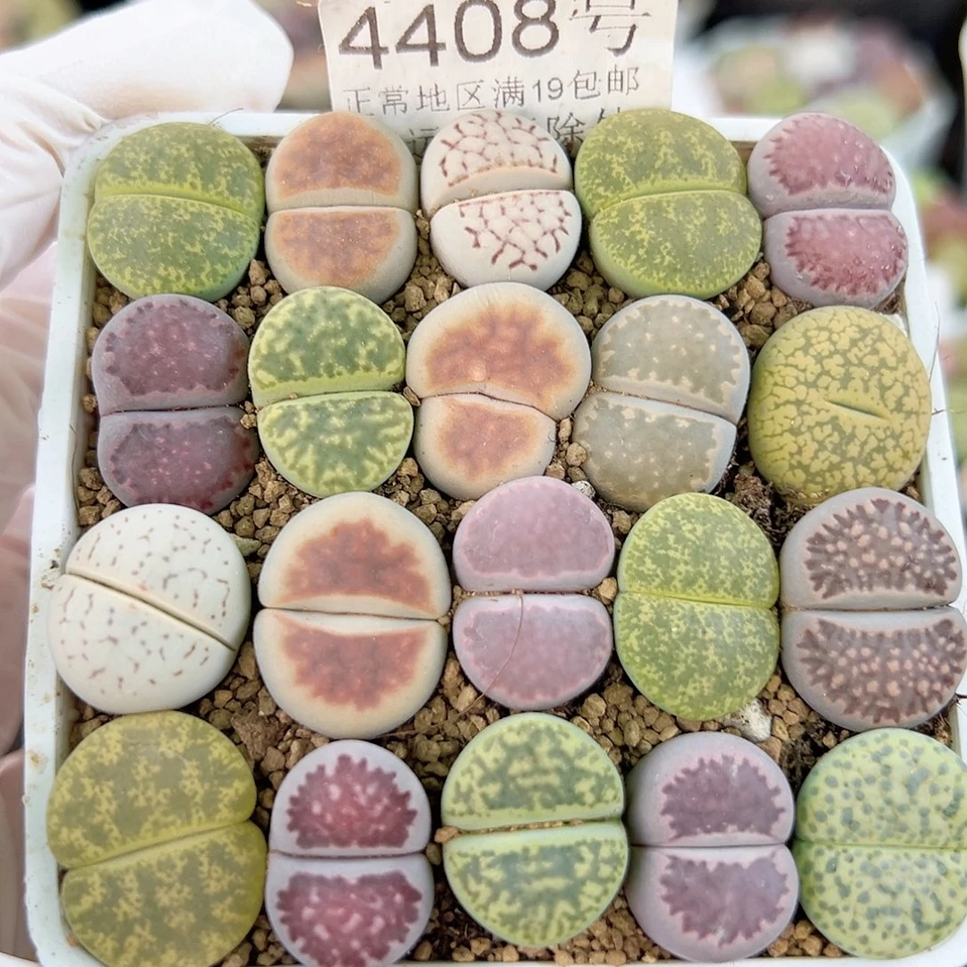 4408 好养易活生石花大母本