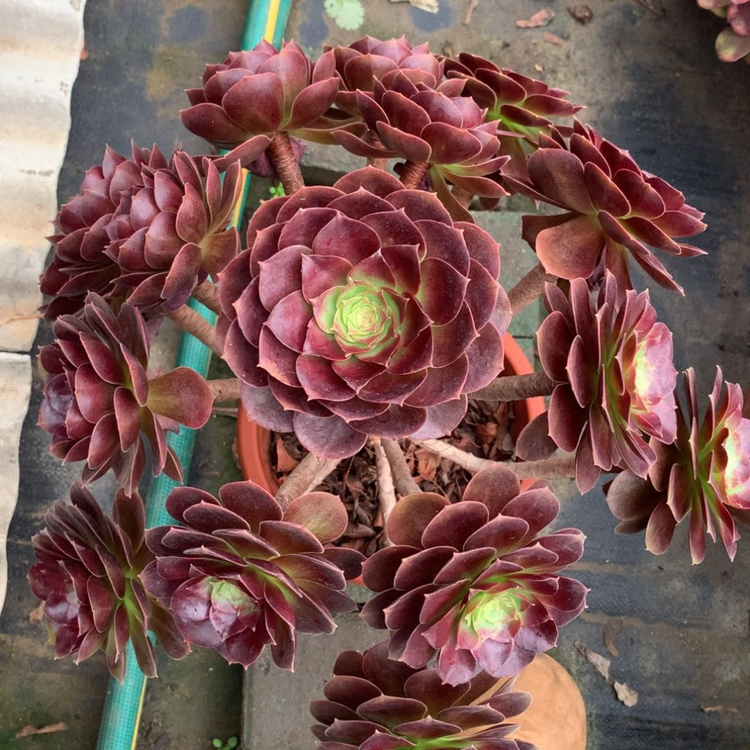 赤焰莲厚叶，多肉植物