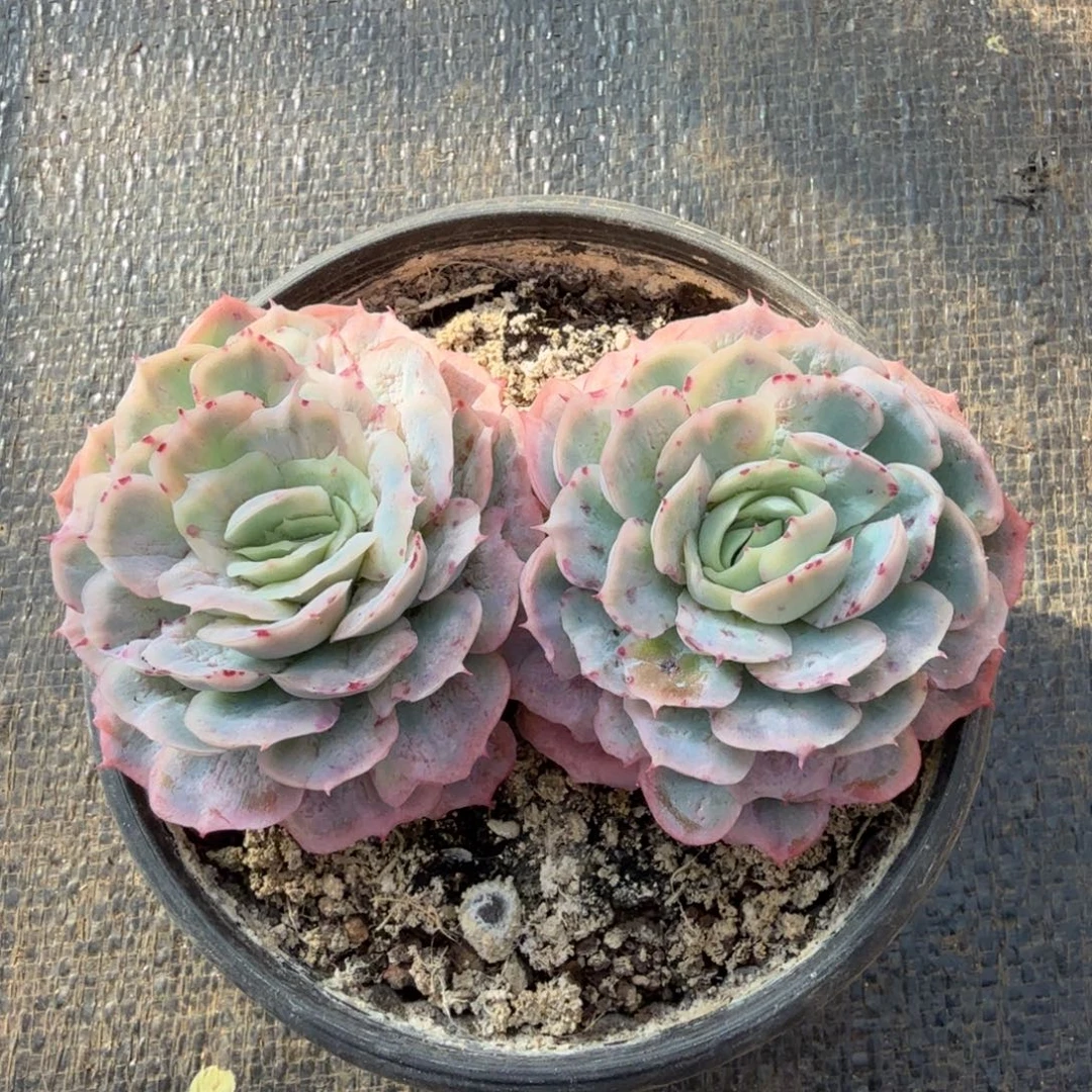 泡泡纱群双头锦上园艺一物一拍