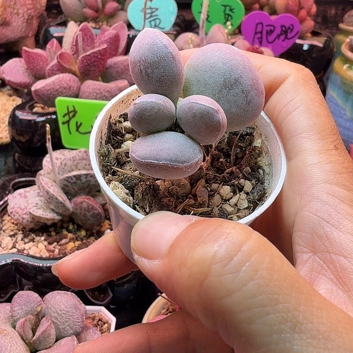 一物一拍，感谢支持