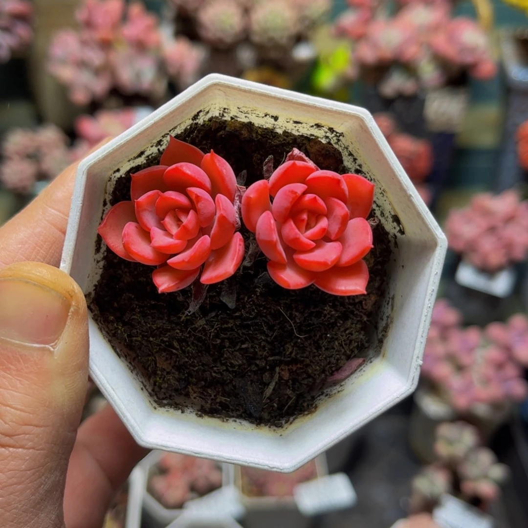 326高贵5厘米多肉