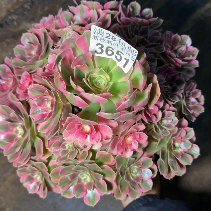 3651女郎多肉植物