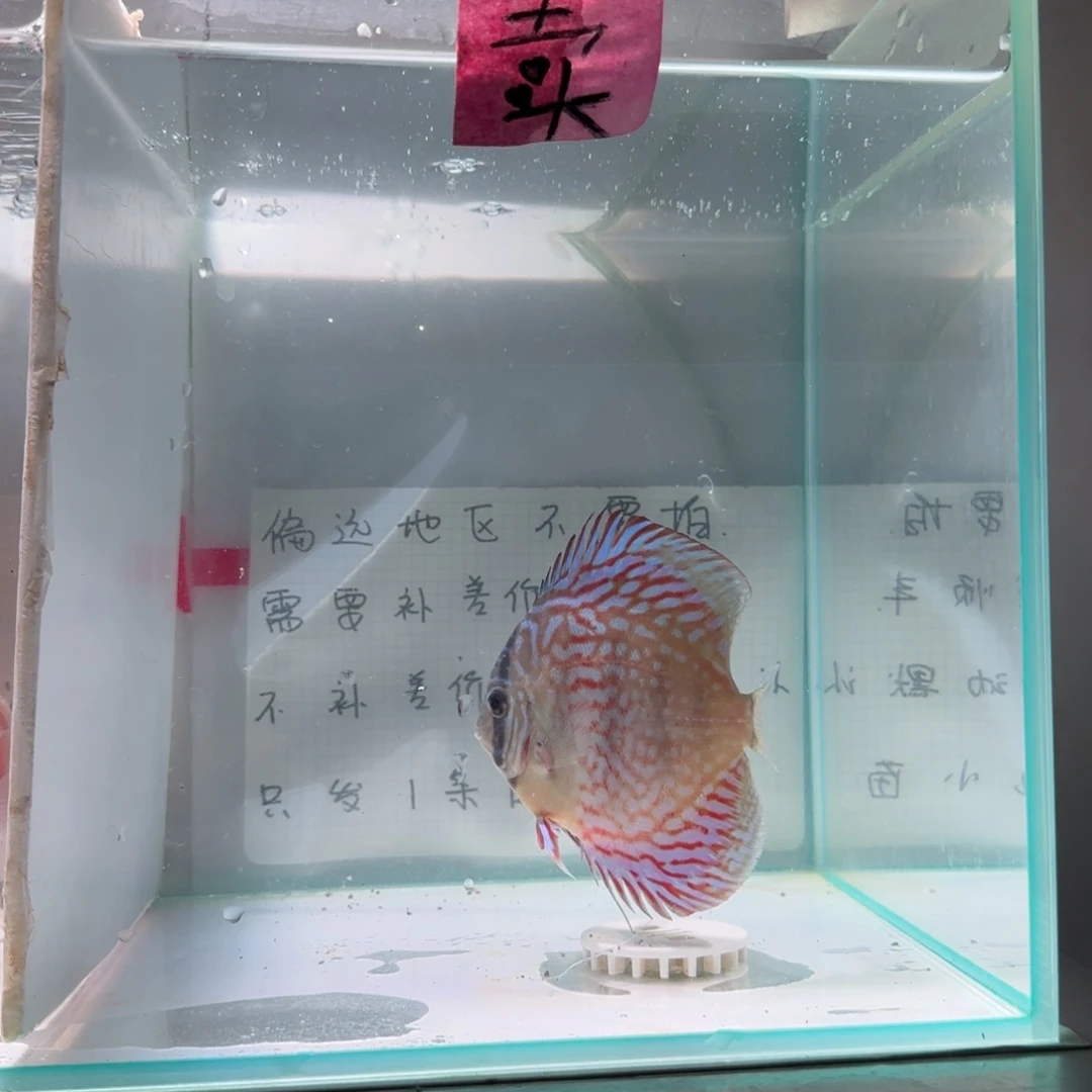 七彩神仙鱼肉身7-8偏远地区不拍