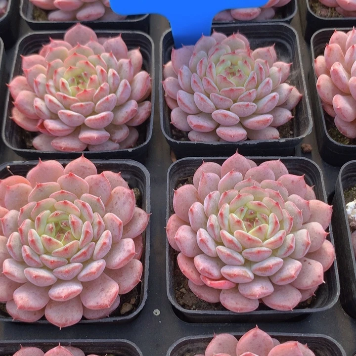 a51白胖子单头脱土