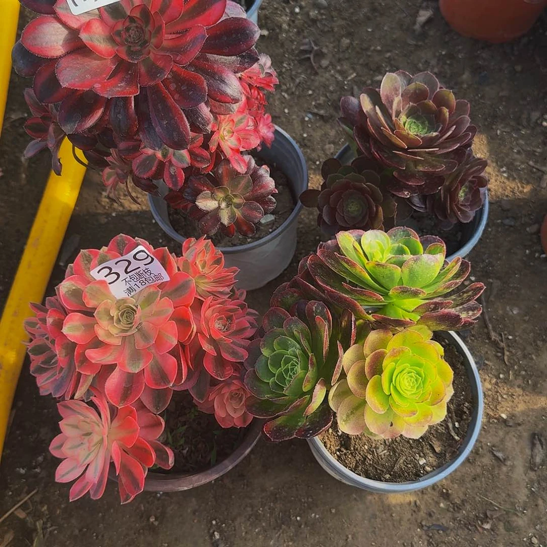 自*卷312312多肉法师的的的