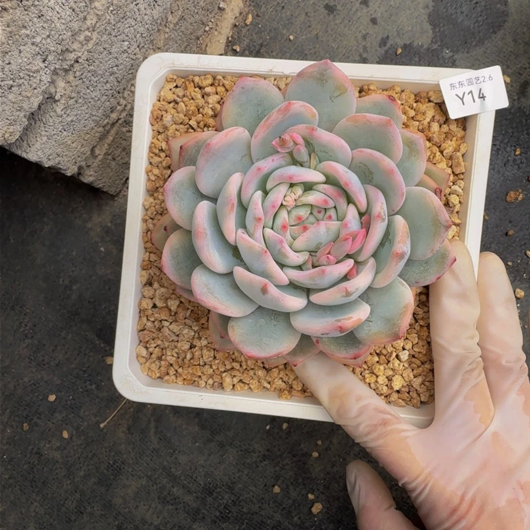 y y y y y y y y y y 14