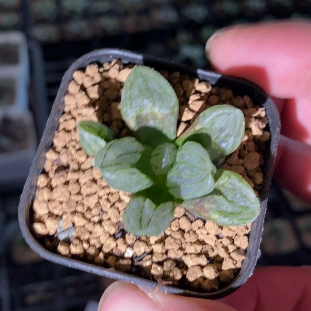 107 一颗裹杂 魔界 高货 新年福利