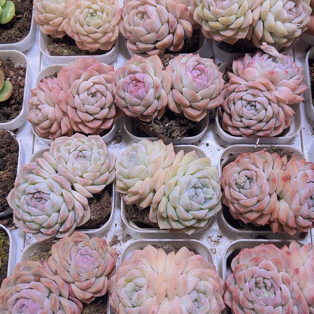 双头绿心19包邮多肉植物