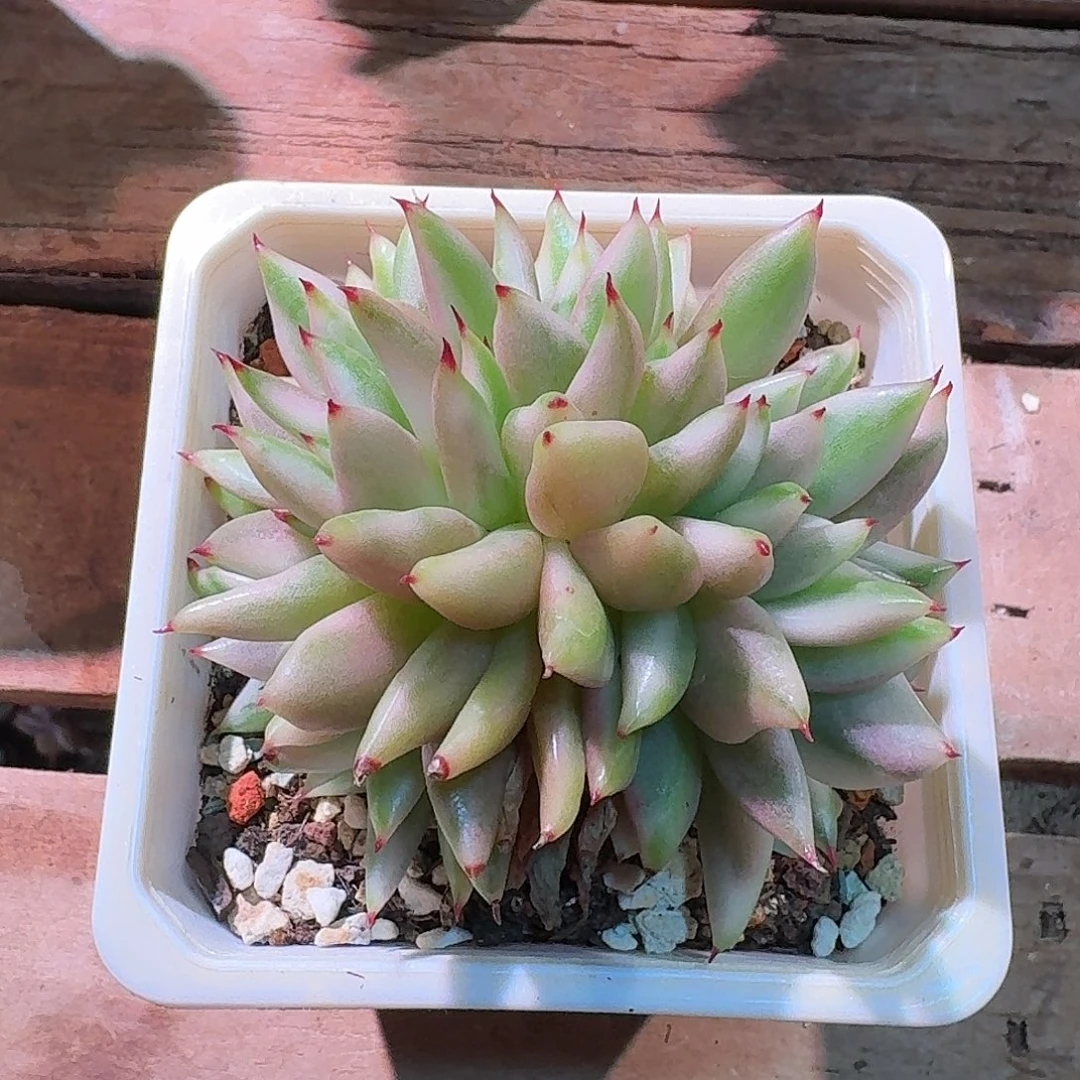 艾克魂缀化锦多肉