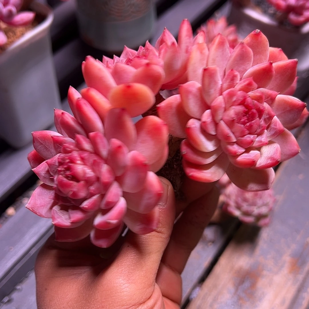 冰魄朵朵缀化精品多肉老桩