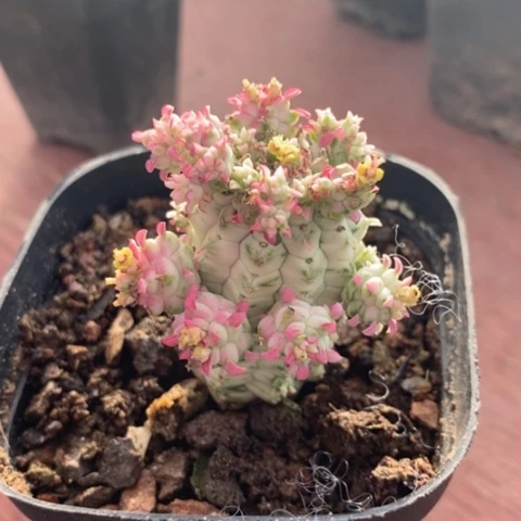 白桦麒麟2仙人球