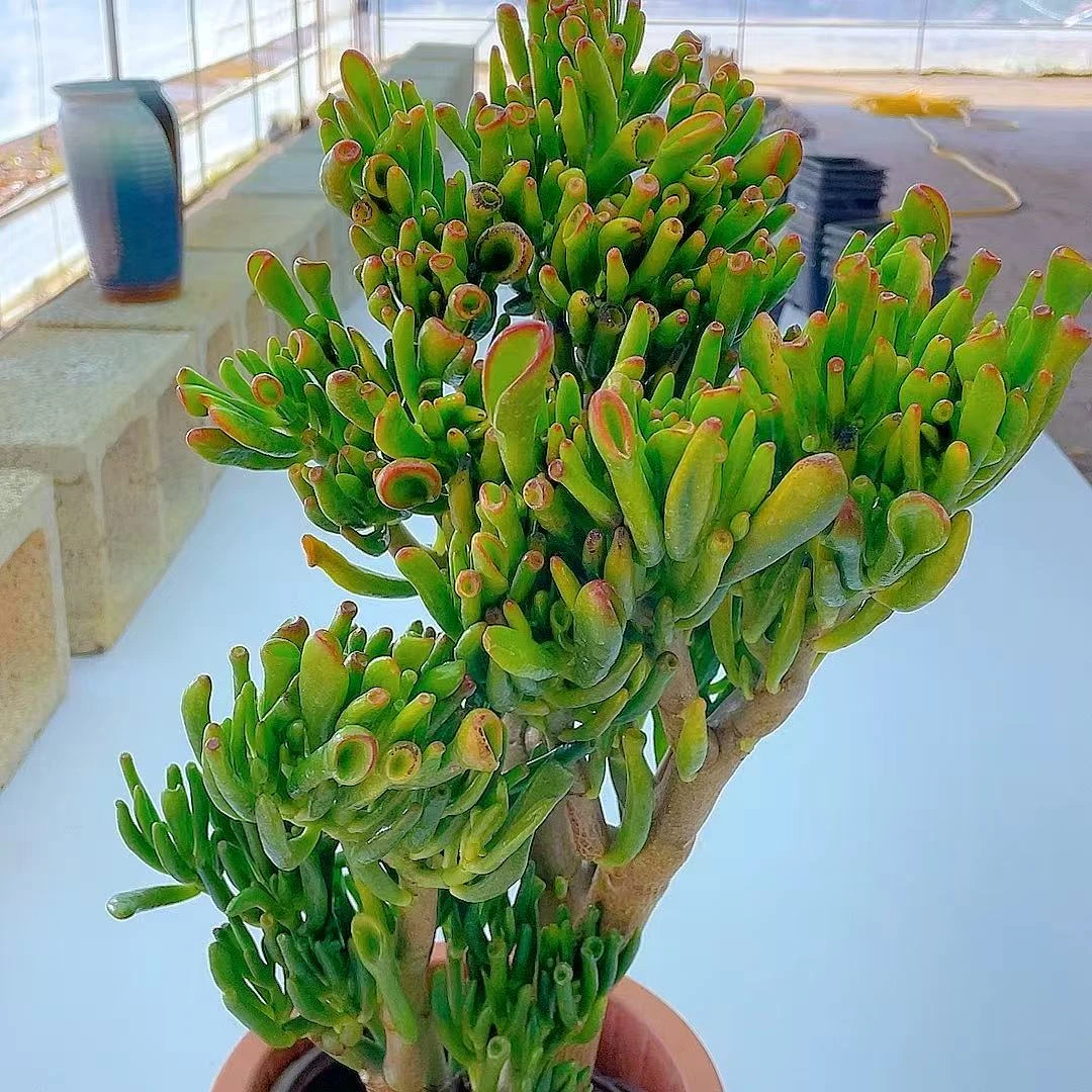 大老桩吸财树【脱土发货】两单包邮 多肉植物 好看 好养