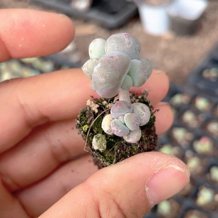 一物一拍满18包邮