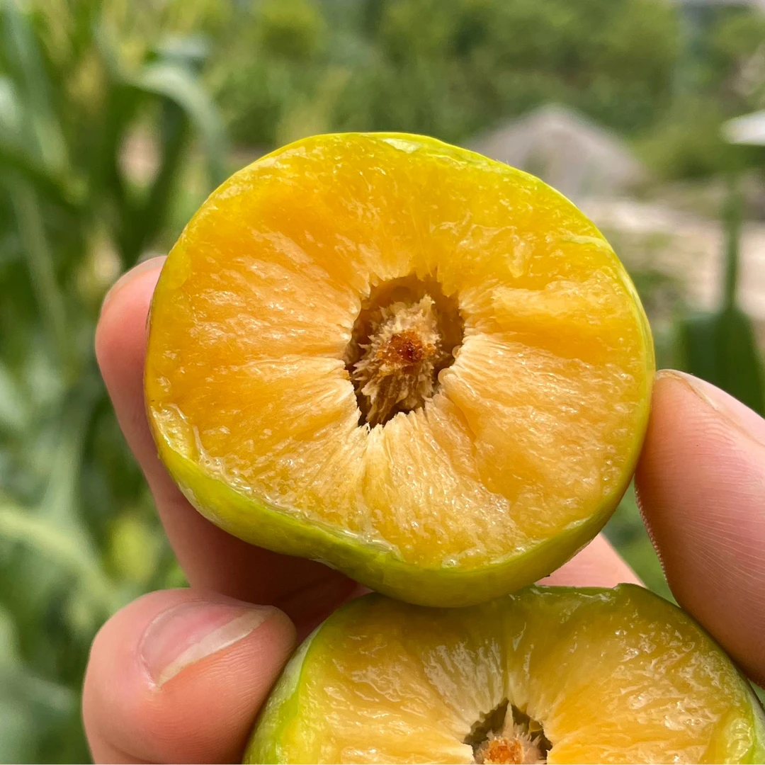 【现摘顺丰】巫山脱骨脆李，原产地直发，新鲜到家！！！