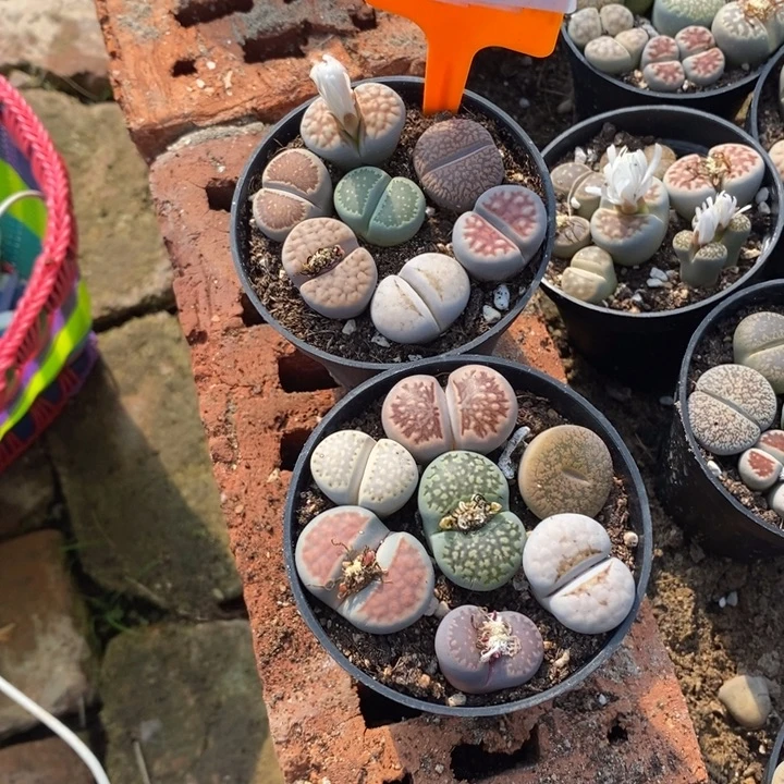 南***i生石花等植物的生长488