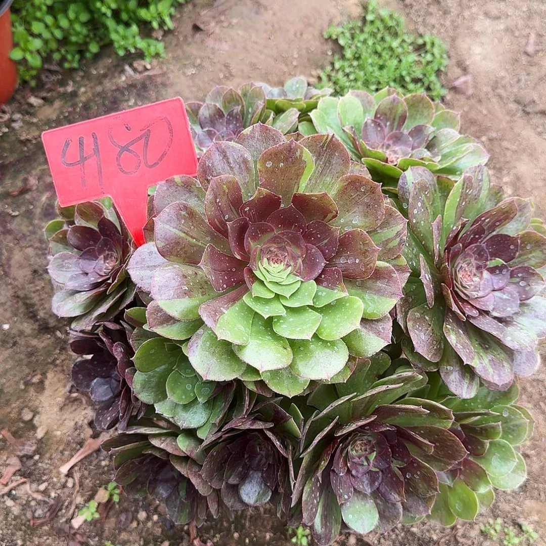 4180花月夜多肉法师