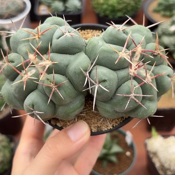 白肌天晃丸仙人球423456