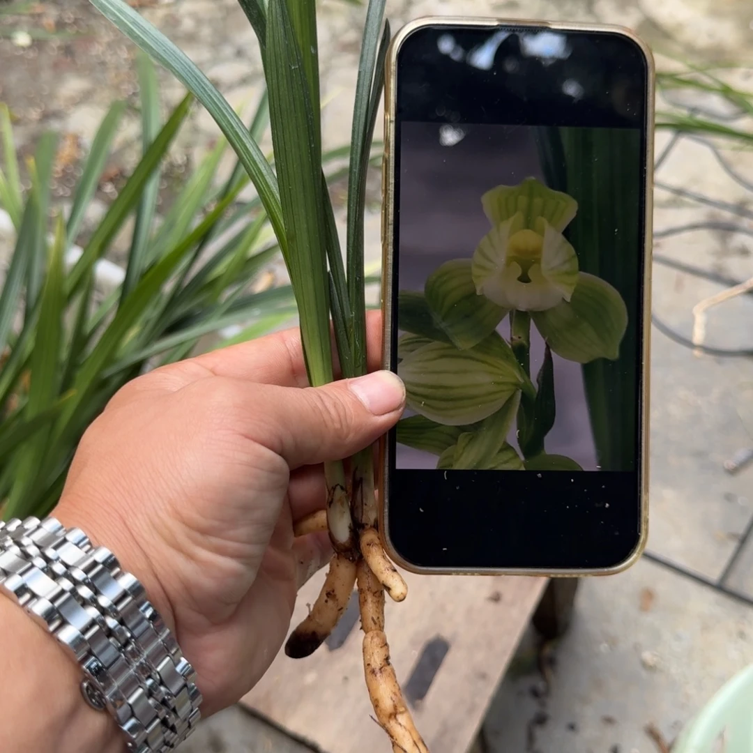 当前无花栽培后可以开花