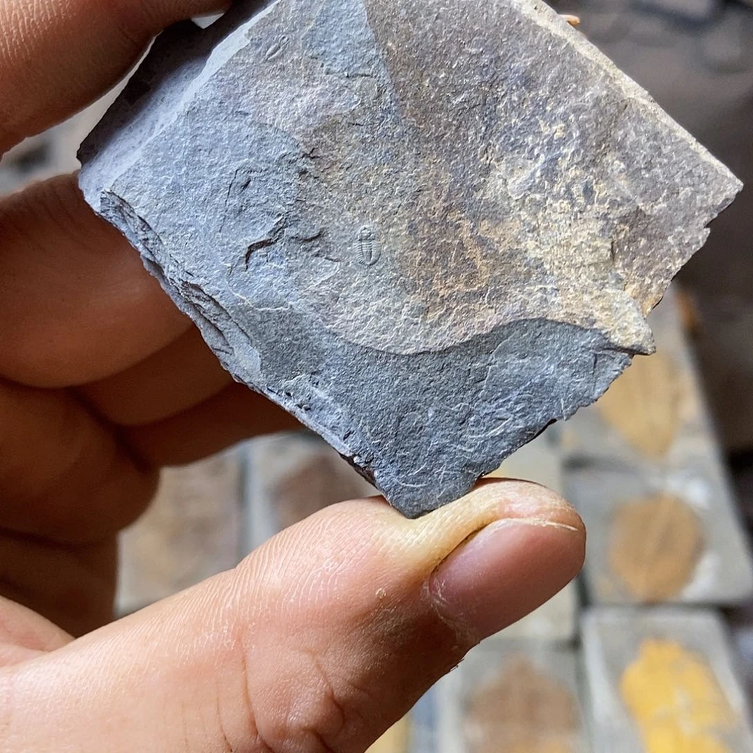 有机玻璃都匀觉冠三叶虫，湖南出土