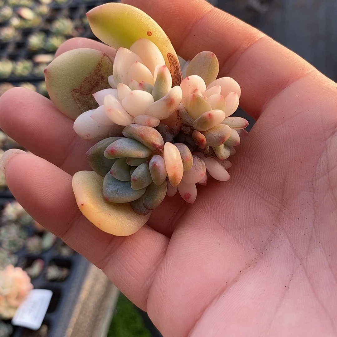 771梦露锦多肉植物哇啦塞