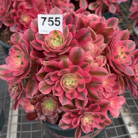 755女巫20厘米左右