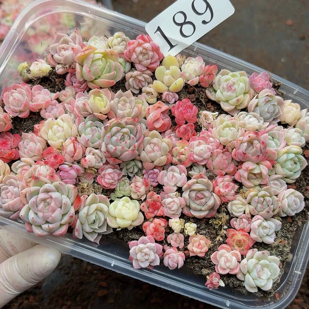 多肉植物多肉植物189