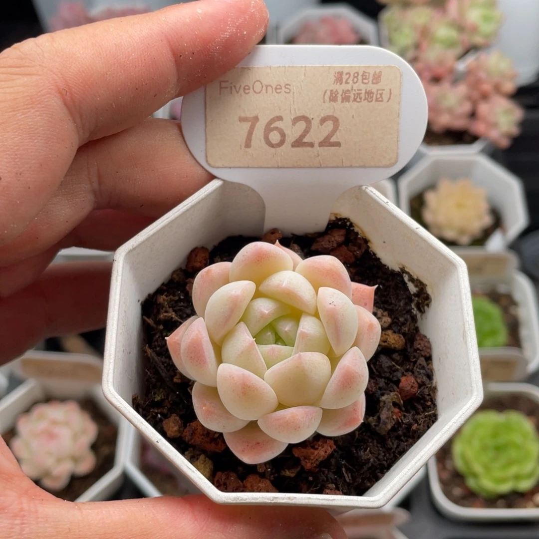 白桃汽水7622-4厘米