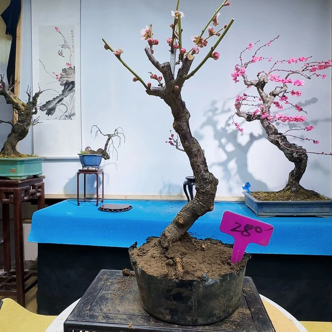 无铅玻璃栖*斋f g k k k k l