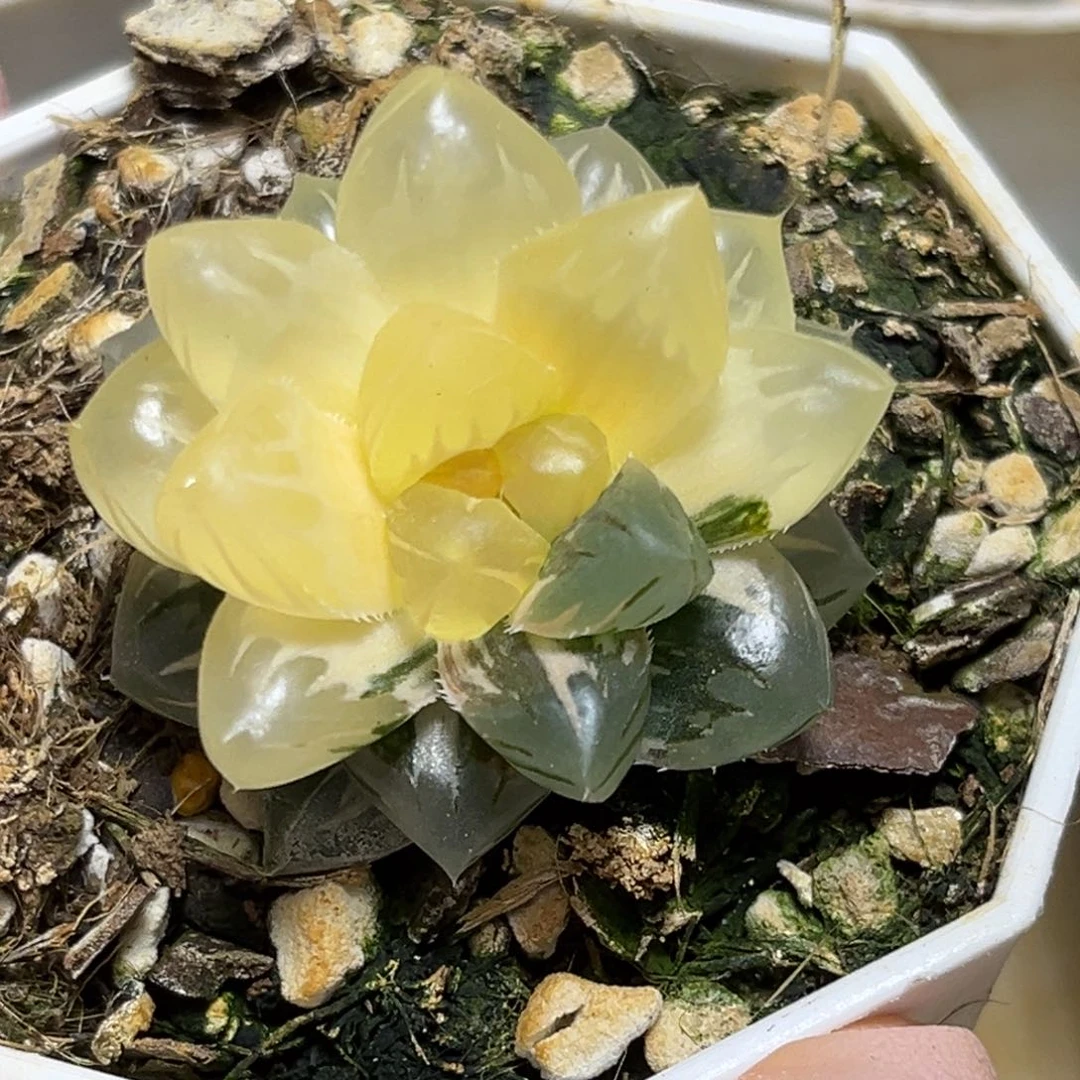 恭喜发财大吉大利573