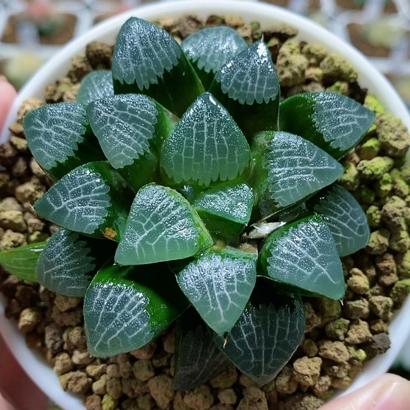 【闪购商品】179实生克