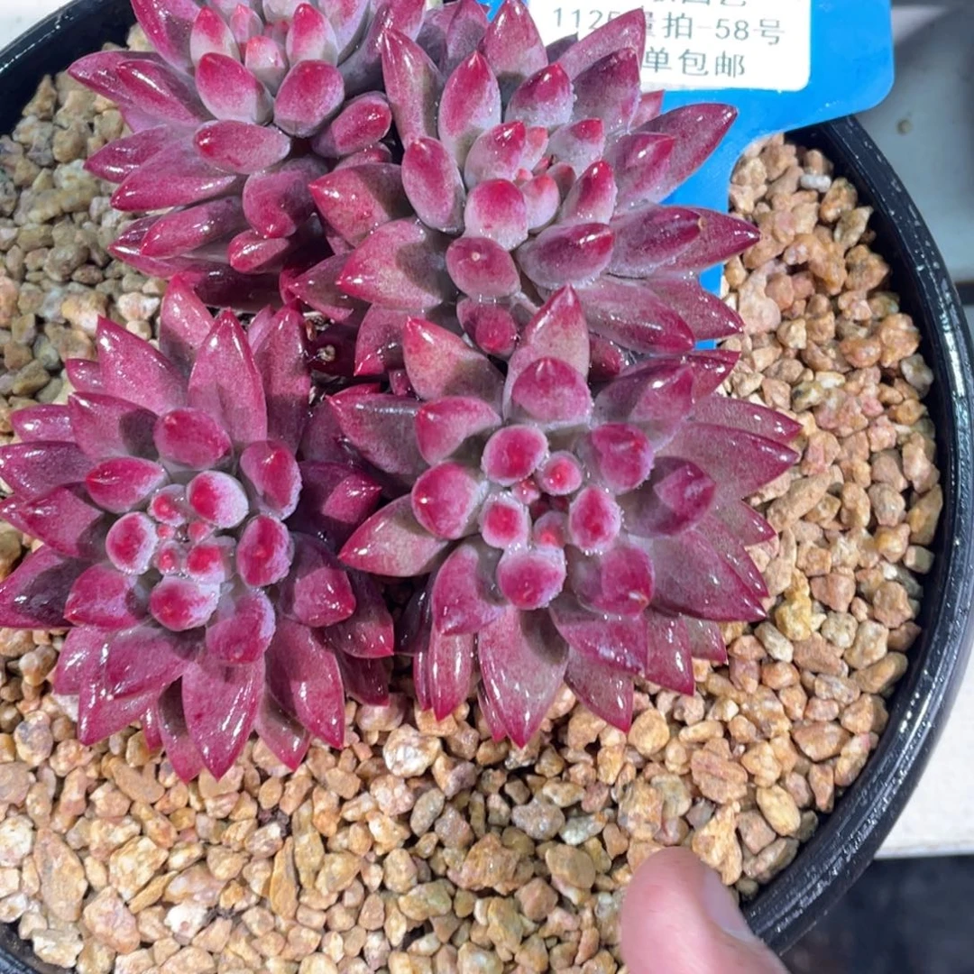 1125-58-如烟美人群生四头一颗限时福利一颗