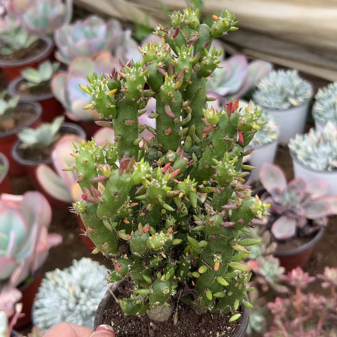 多肉植物多肉植物