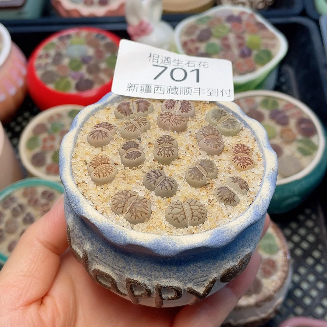 相遇开播福利701