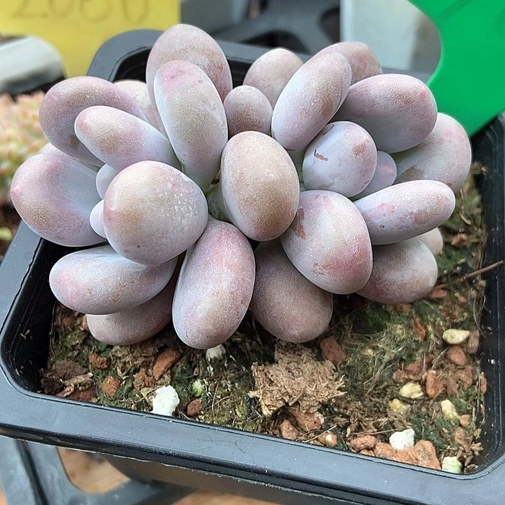 多肉植物大叶奶766