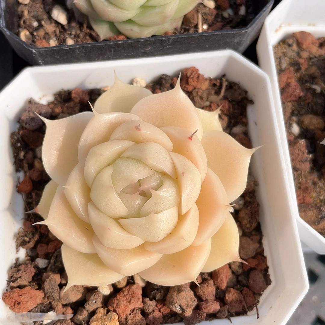 优选麦秆福利9478